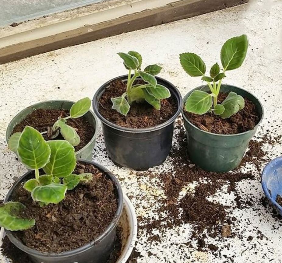 C&aacute;ch trồng c&acirc;y Hoa Tử La Lan